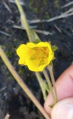 Potentilla