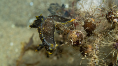 Polycera hedgpethi