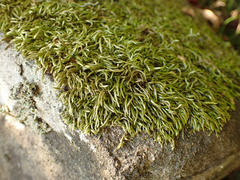 Scleropodium obtusifolium