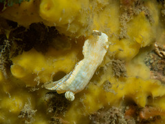 Goniobranchus epicurius