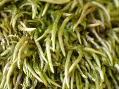 Scleropodium obtusifolium