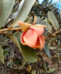 Duguetia furfuracea