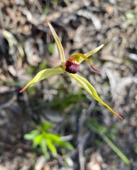 Caladenia leptochila