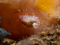 Chromodoris alternata