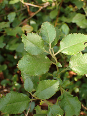 Pyracantha fortuneana