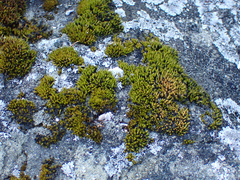Schistidium maritimum