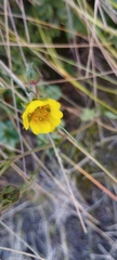 Potentilla