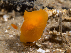 Doriopsilla carneola