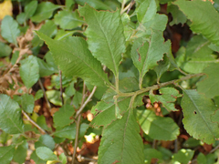 Pyracantha fortuneana