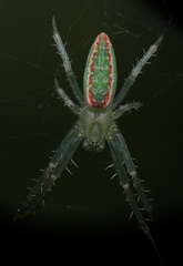 Araneus talipedatus