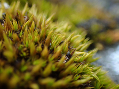 Schistidium maritimum