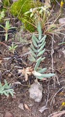 Pellaea ternifolia