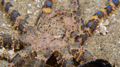 Hapalochlaena maculosa