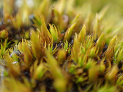 Schistidium maritimum