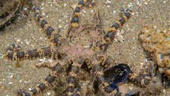 Hapalochlaena maculosa