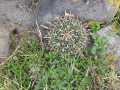 Echinofossulocactus crispatus