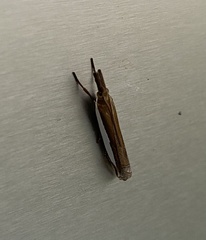 Crambus quinquareatus