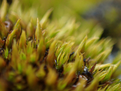 Schistidium maritimum