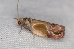 Eumarozia malachitana