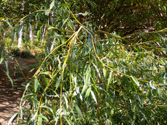 Salix × fragilis vitellina