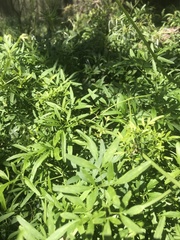 Clematis microphylla