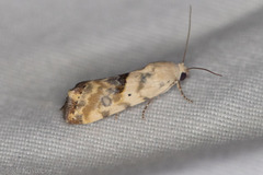 Ponometia libedis