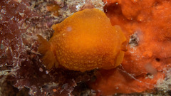 Doriopsilla carneola