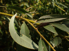 Salix × fragilis vitellina