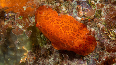 Discodoris paroa