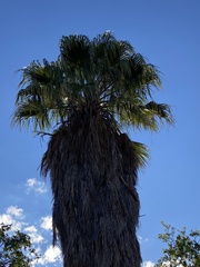 Washingtonia