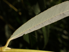Salix × fragilis vitellina