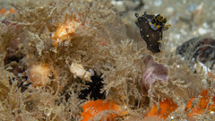 Polycera hedgpethi