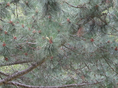 Pinus resinosa