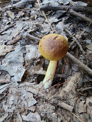 Aureoboletus