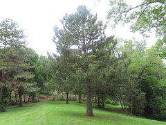 Pinus resinosa
