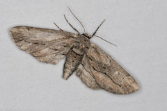 Holochroa dissociarius