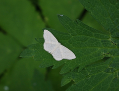 Idaea