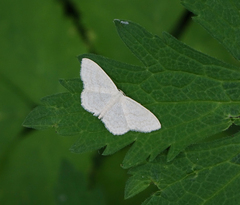 Idaea