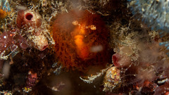 Madrella ferruginosa