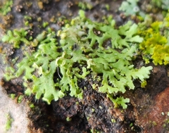 Physcia dubia