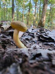 Aureoboletus