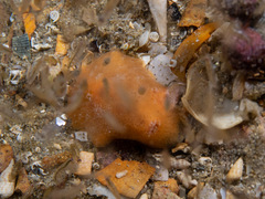 Sclerodoris