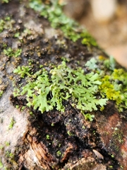 Physcia dubia