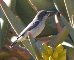 Cinnyris fuscus fuscus