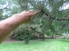 Pinus resinosa