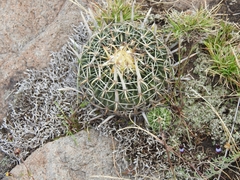 Echinofossulocactus crispatus
