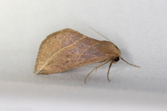 Phyprosopus callitrichoides