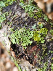 Physcia dubia