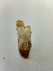 Papilionidae