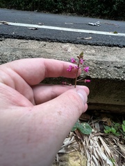 Desmodium axillare